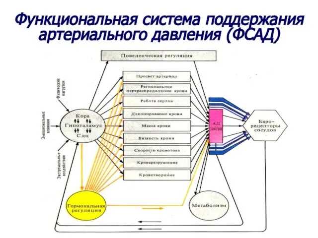 Функциональная система поддержания артериального давления (ФСАД)