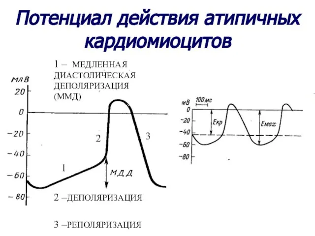 Потенциал действия атипичных кардиомиоцитов 1 2 3 1 – МЕДЛЕННАЯ ДИАСТОЛИЧЕСКАЯ