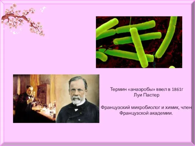 Термин «анаэробы» ввел в 1861г Луи Пастер Французский микробиолог и химик, член Французской академии.