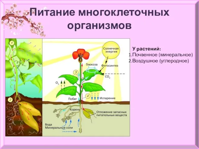 Питание многоклеточных организмов У растений: Почвенное (минеральное) Воздушное (углеродное)