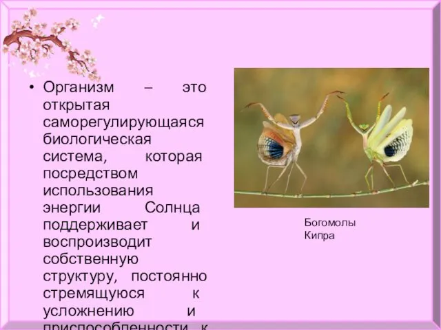 Организм – это открытая саморегулирующаяся биологическая система, которая посредством использования энергии