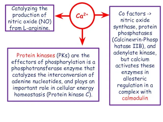 Ca2+ Catalyzing the production of nitric oxide (NO) from L-arginine. Protein