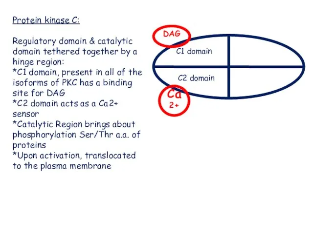 Protein kinase C: Regulatory domain & catalytic domain tethered together by