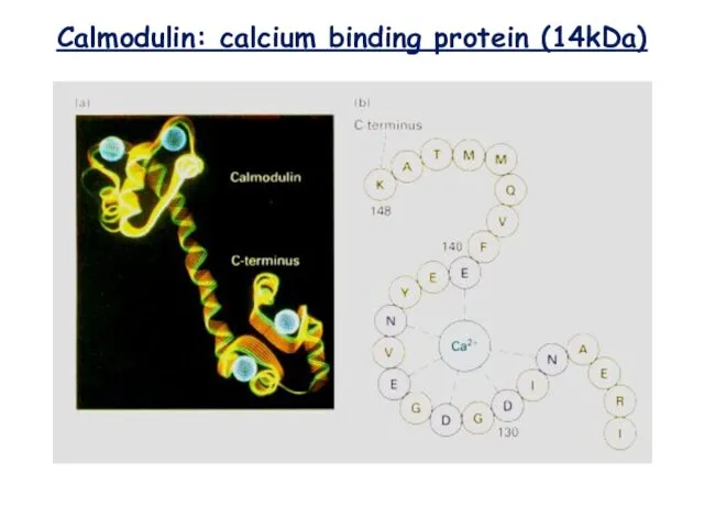 Calmodulin: calcium binding protein (14kDa)