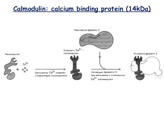 Calmodulin: calcium binding protein (14kDa)