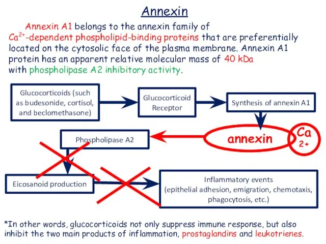 Annexin A1 belongs to the annexin family of Ca2+-dependent phospholipid-binding proteins