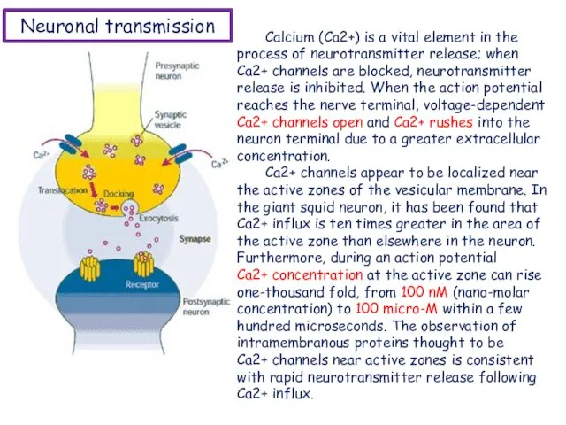 Neuronal transmission Calcium (Ca2+) is a vital element in the process