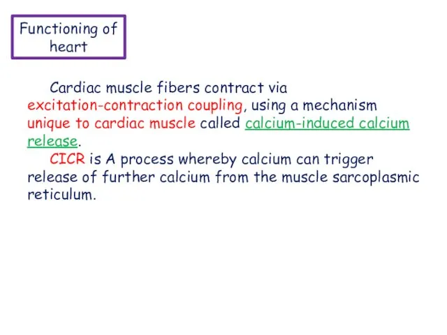 Functioning of heart Cardiac muscle fibers contract via excitation-contraction coupling, using