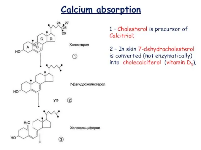 Calcium absorption 1 – Cholesterol is precursor of Calcitriol; 2 –