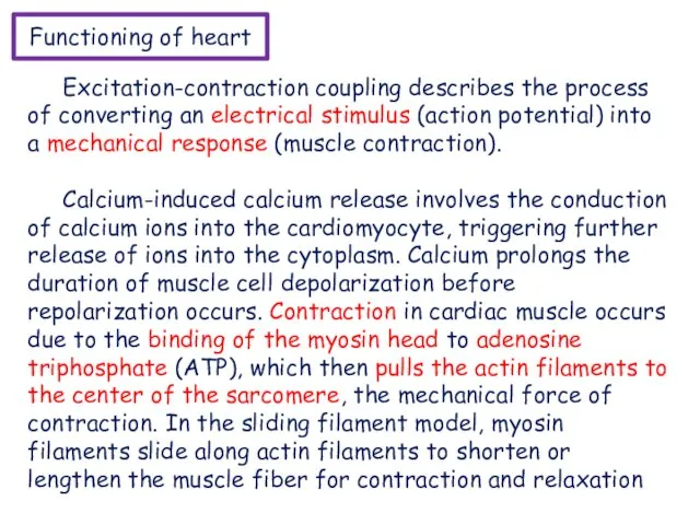 Functioning of heart Excitation-contraction coupling describes the process of converting an