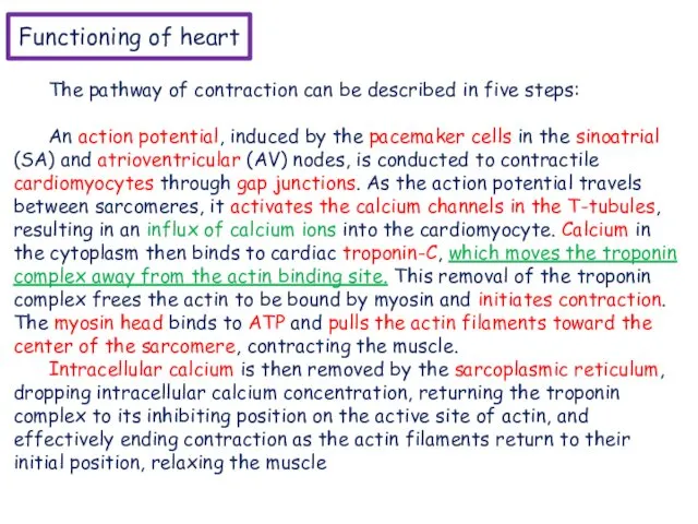 Functioning of heart The pathway of contraction can be described in