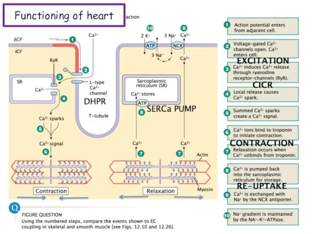 Functioning of heart