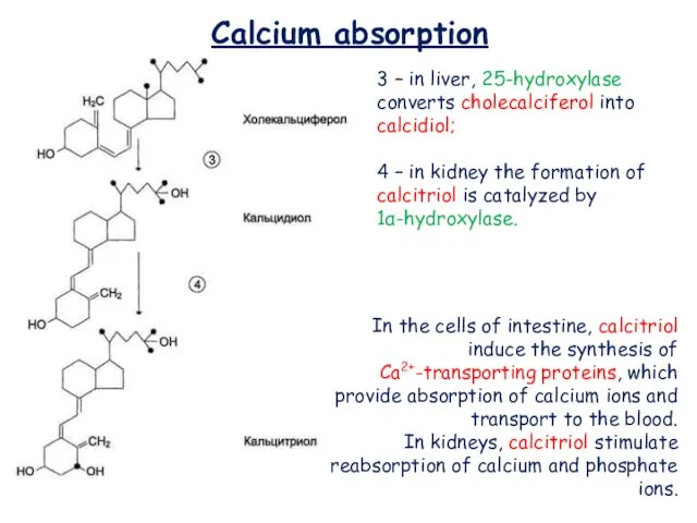 Calcium absorption 3 – in liver, 25-hydroxylase converts cholecalciferol into calcidiol;