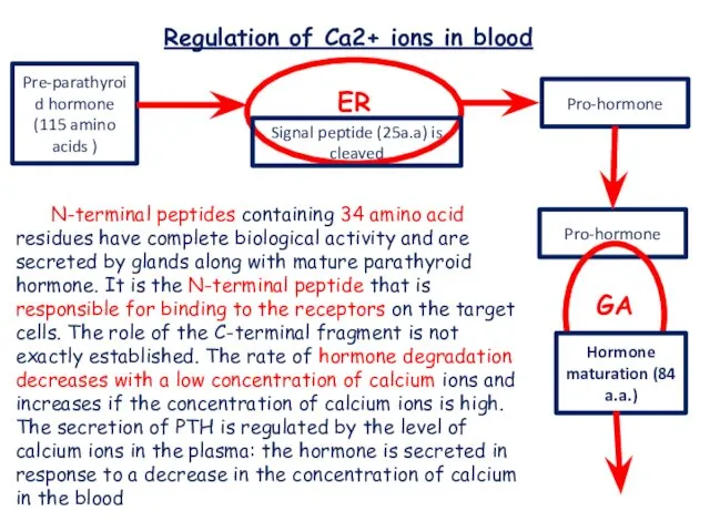 Regulation of Ca2+ ions in blood Pre-parathyroid hormone (115 amino acids