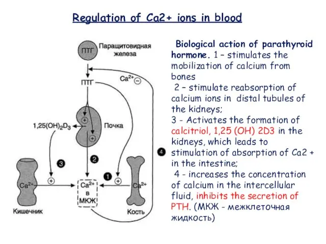 Regulation of Ca2+ ions in blood Biological action of parathyroid hormone.