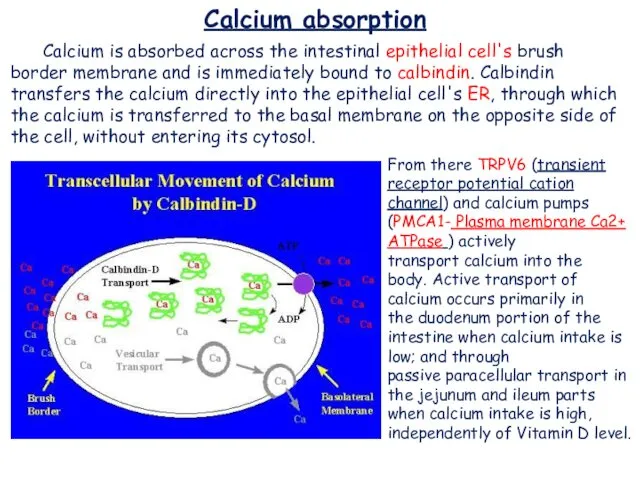 Calcium absorption Calcium is absorbed across the intestinal epithelial cell's brush