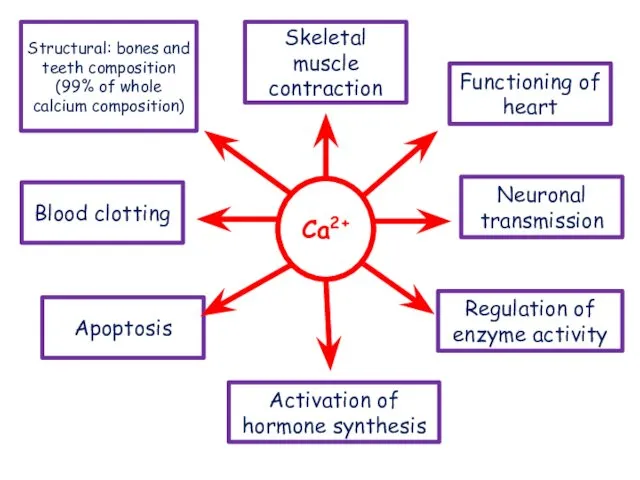 Ca2+ Skeletal muscle contraction Neuronal transmission Structural: bones and teeth composition