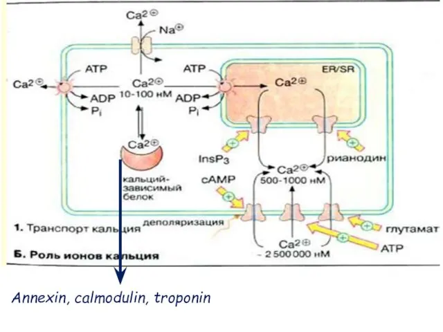 Annexin, calmodulin, troponin