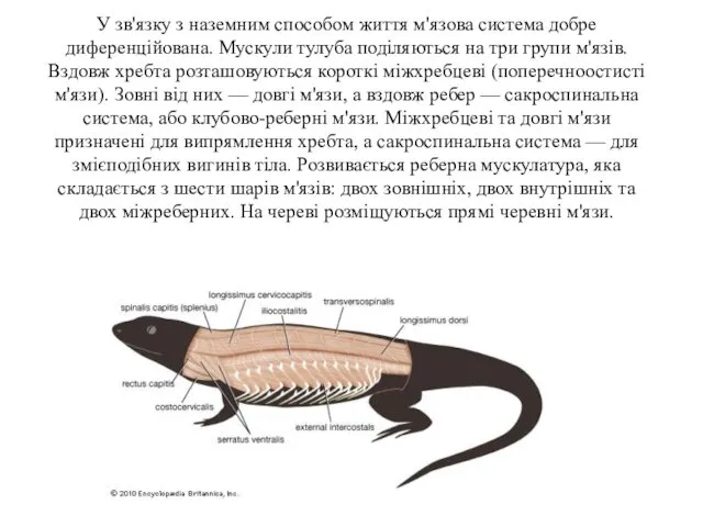У зв'язку з наземним способом життя м'язова система добре диференційована. Мускули