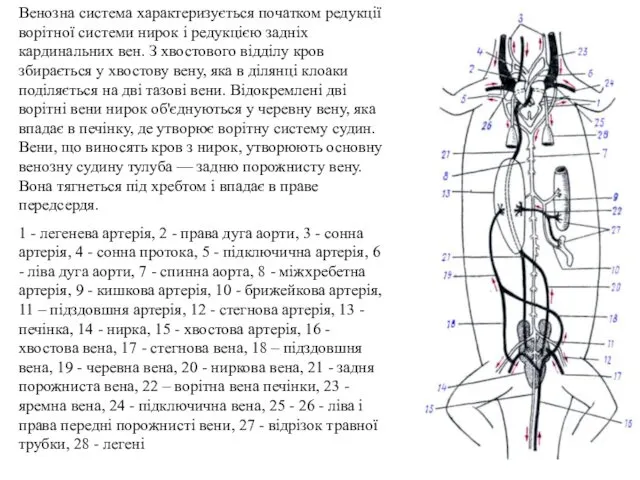 Венозна система характеризується початком редукції ворітної системи нирок і редукцією задніх