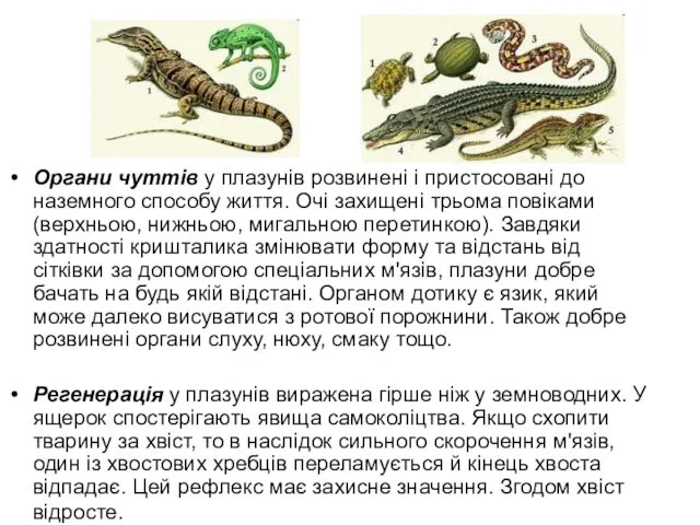 Органи чуттів у плазунів розвинені і пристосовані до наземного способу життя.