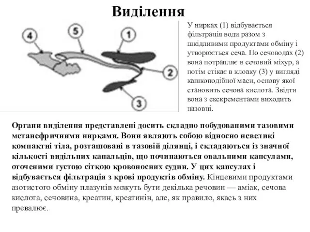 Виділення У нирках (1) відбувається фільтрація води разом з шкідливими продуктами