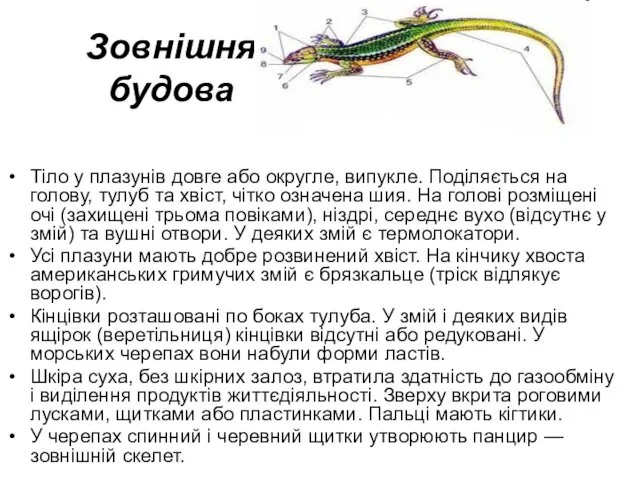 Зовнішня будова Тіло у плазунів довге або округле, випукле. Поділяється на