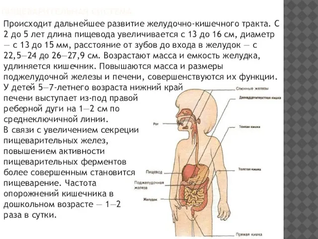 Происходит дальнейшее развитие желудочно-кишечного тракта. С 2 до 5 лет длина