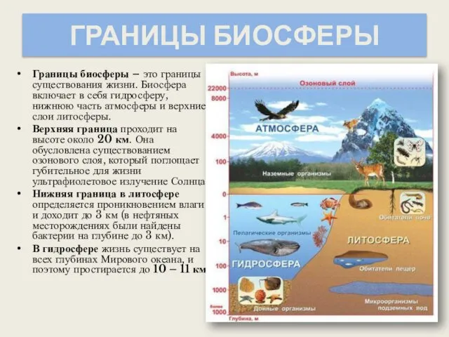 ГРАНИЦЫ БИОСФЕРЫ Границы биосферы – это границы существования жизни. Биосфера включает