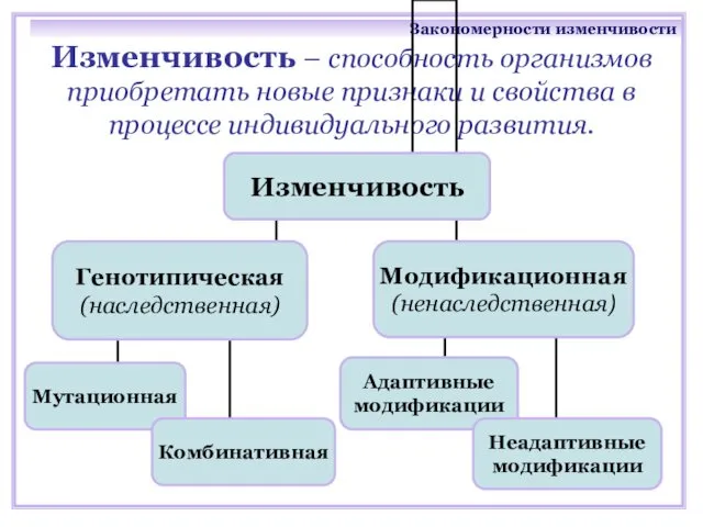 Изменчивость – способность организмов приобретать новые признаки и свойства в процессе индивидуального развития. Закономерности изменчивости