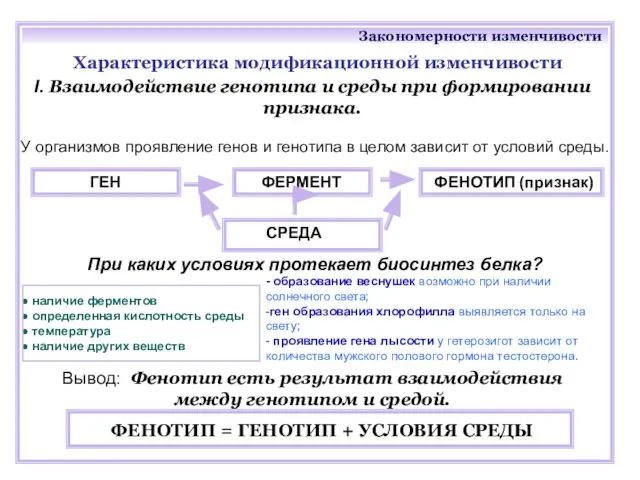 Закономерности изменчивости Характеристика модификационной изменчивости Вывод: Фенотип есть результат взаимодействия между