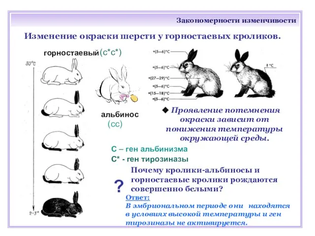 Закономерности изменчивости Изменение окраски шерсти у горностаевых кроликов. Проявление потемнения окраски