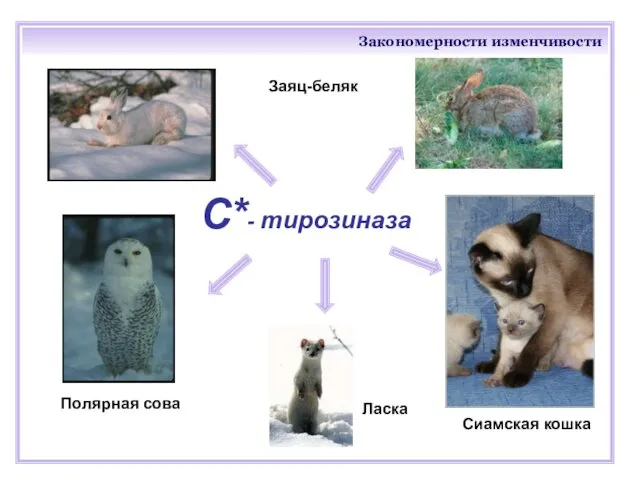 Закономерности изменчивости С*- тирозиназа Ласка Сиамская кошка Заяц-беляк Полярная сова