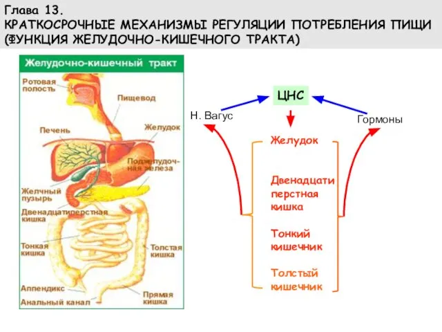 Глава 13. КРАТКОСРОЧНЫЕ МЕХАНИЗМЫ РЕГУЛЯЦИИ ПОТРЕБЛЕНИЯ ПИЩИ (ФУНКЦИЯ ЖЕЛУДОЧНО-КИШЕЧНОГО ТРАКТА) Желудок