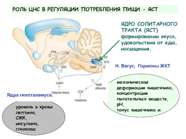 ЯДРО СОЛИТАРНОГО ТРАКТА (ЯСТ) формировании вкуса, удовольствия от еды, насыщения. РОЛЬ