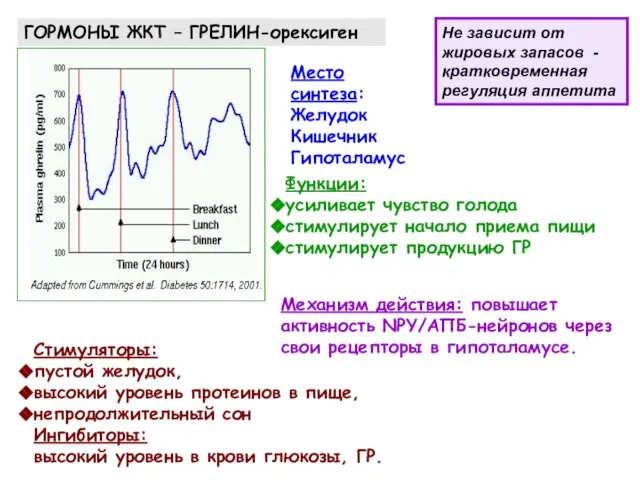 ГОРМОНЫ ЖКТ – ГРЕЛИН-орексиген Место синтеза: Желудок Кишечник Гипоталамус Стимуляторы: пустой