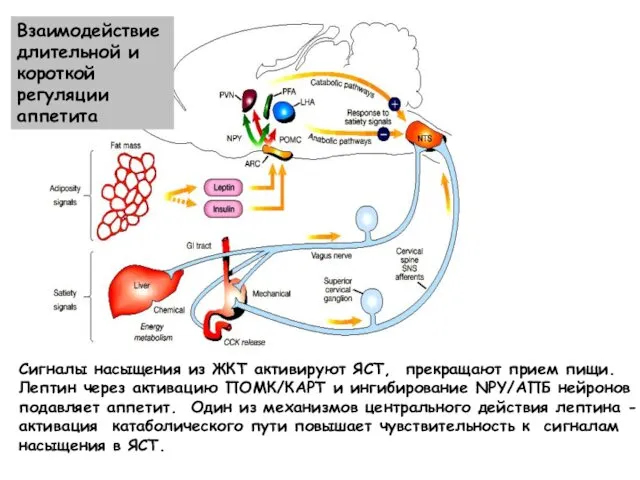 Сигналы насыщения из ЖКТ активируют ЯСТ, прекращают прием пищи. Лептин через