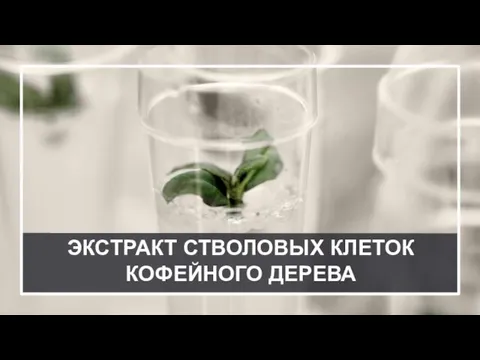 ЭКСТРАКТ СТВОЛОВЫХ КЛЕТОК КОФЕЙНОГО ДЕРЕВА