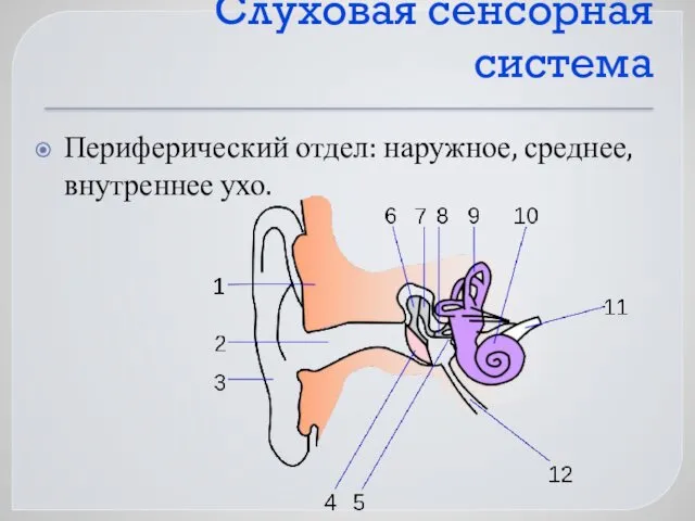 Слуховая сенсорная система Периферический отдел: наружное, среднее, внутреннее ухо.