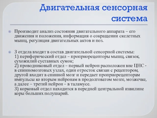 Двигательная сенсорная система Производит анализ состояния двигательного аппарата – его движения