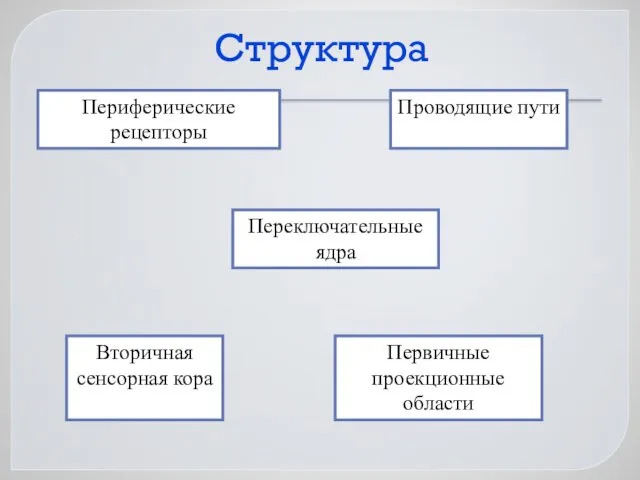 Структура Периферические рецепторы Проводящие пути Переключательные ядра Первичные проекционные области Вторичная сенсорная кора