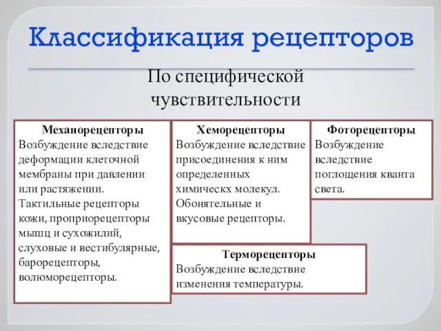 Классификация рецепторов По специфической чувствительности Механорецепторы Возбуждение вследствие деформации клеточной мембраны