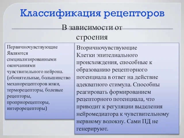 Классификация рецепторов В зависимости от строения Первичночувствующие Являются специализированными окончаниями чувствительного