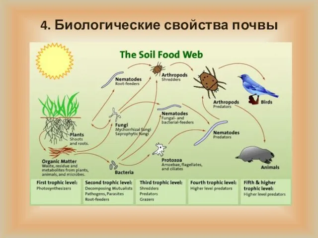 4. Биологические свойства почвы