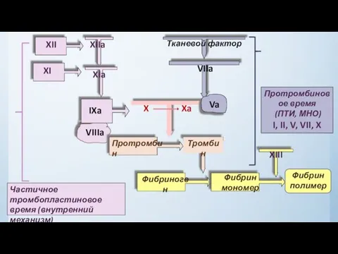 XIIa Тканевой фактор VIIIa VIIa Протромбиновое время (ПТИ, МНО) I, II,
