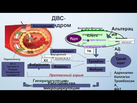 ДВС-синдром Ядро Холинфосфолипиды (атромбогенны) Аминофосфолипиды (тромбогенны) Альтерация Клетка Тромбин Фибрин XII