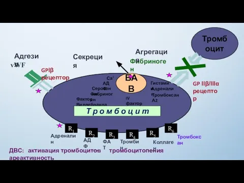 R1 R2 R6 R3 R5 R4 Адреналин АДФ ФАТ Тромбин Коллаген