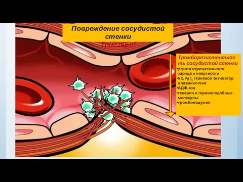 Повреждение сосудистой стенки Триггер!!! Тромборезистентность сосудистой стенки утрата отрицательного заряда и
