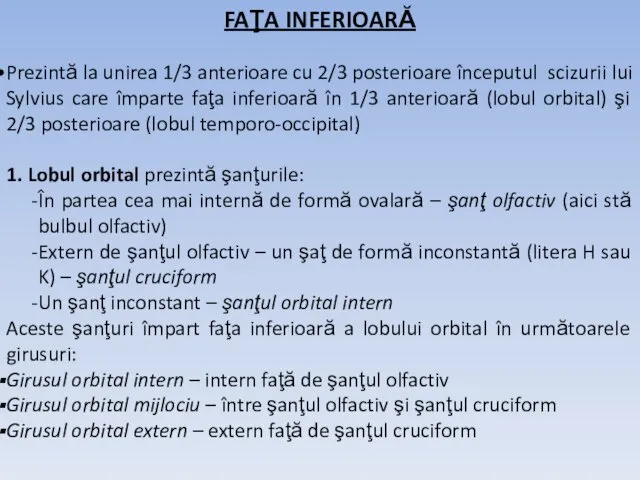 FAŢA INFERIOARĂ Prezintă la unirea 1/3 anterioare cu 2/3 posterioare începutul