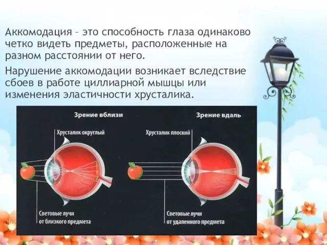 Аккомодация Аккомодация – это способность глаза одинаково четко видеть предметы, расположенные